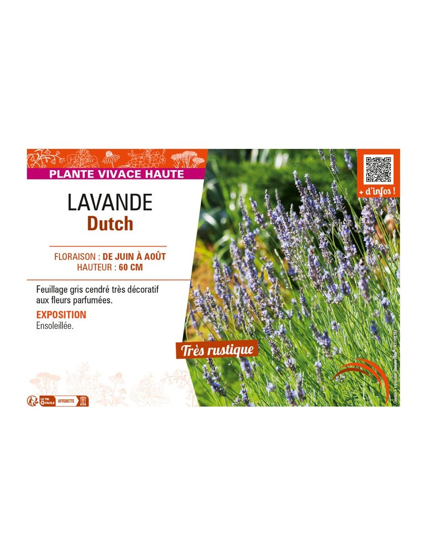 LAVANDE DUTCH