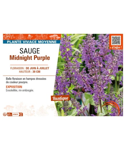 SAUGE MIDNIGHT PURPLE