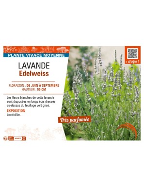 LAVANDE EDELWEISS