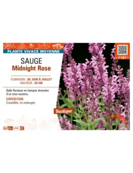 SAUGE MIDNIGHT ROSE