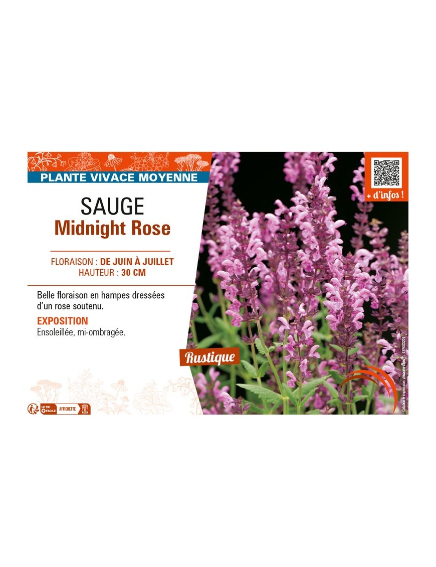 SAUGE MIDNIGHT ROSE