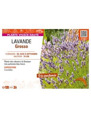 LAVANDE GROSSO