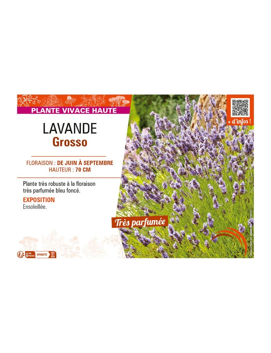 LAVANDE GROSSO