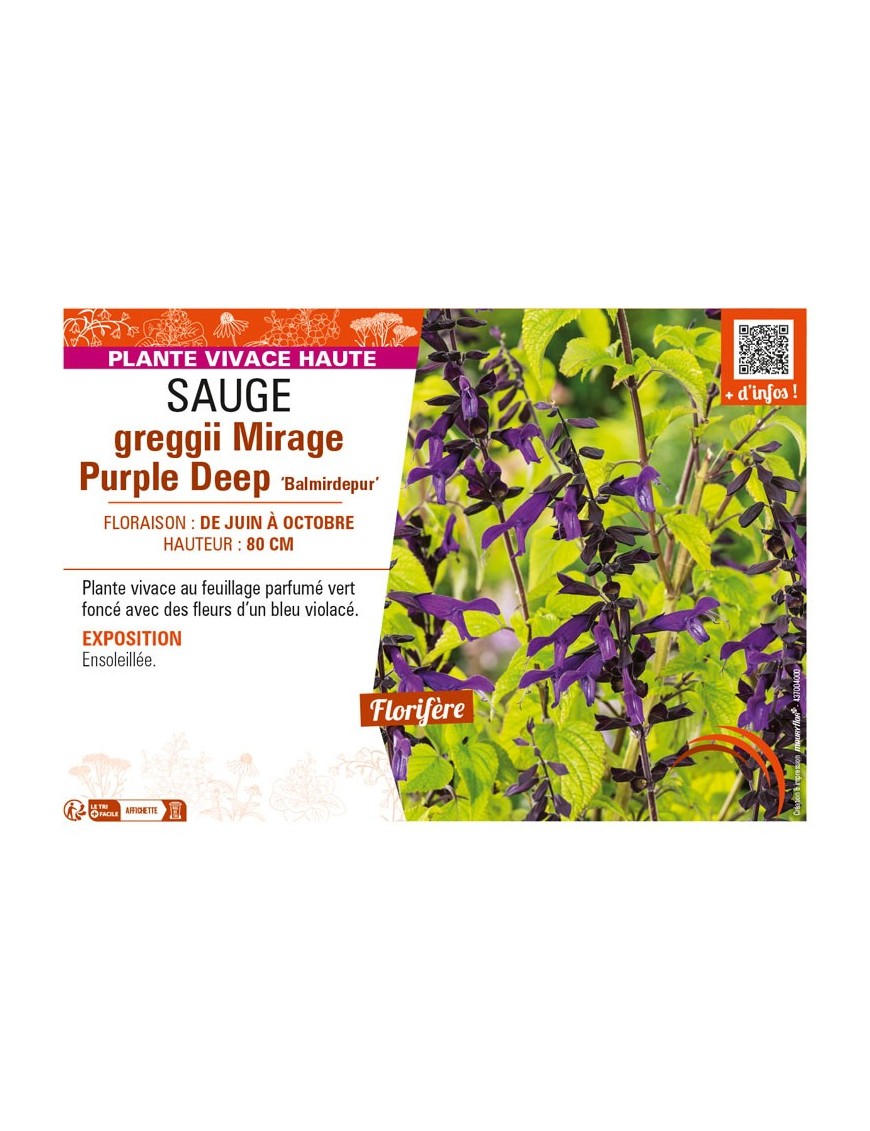SAUGE greggii Mirage Purple Deep Balmirdepur