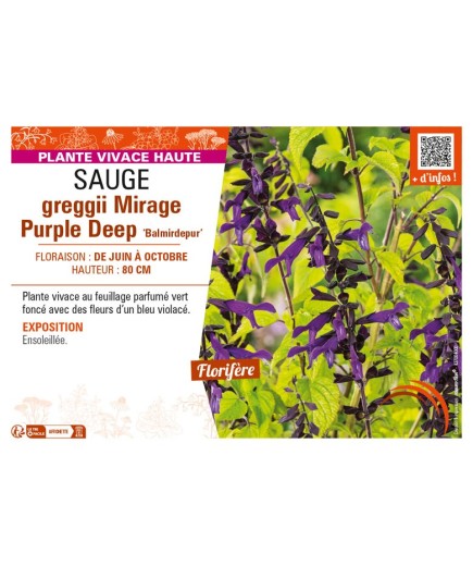 SAUGE greggii Mirage Purple Deep Balmirdepur