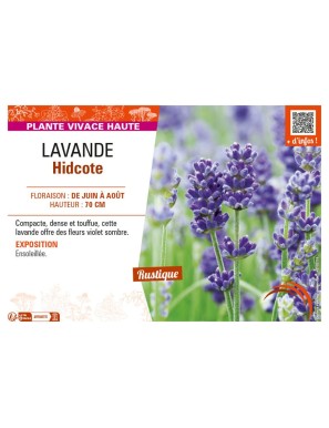 LAVANDE HIDCOTE