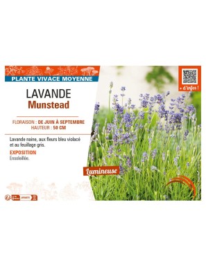 LAVANDE MUNSTEAD