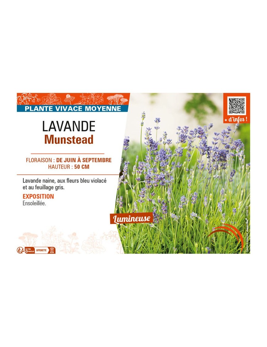 LAVANDE MUNSTEAD