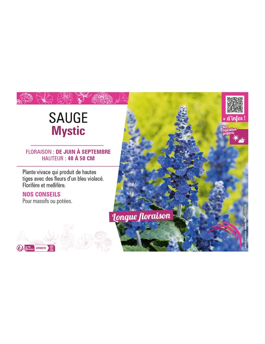 SAUGE MYSTIC