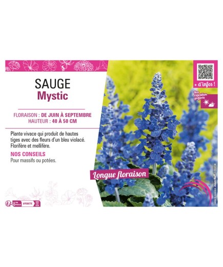 SAUGE MYSTIC