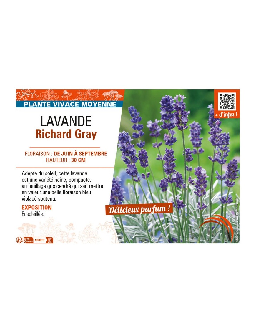 LAVANDE RICHARD GRAY