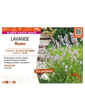 LAVANDE ROSEA