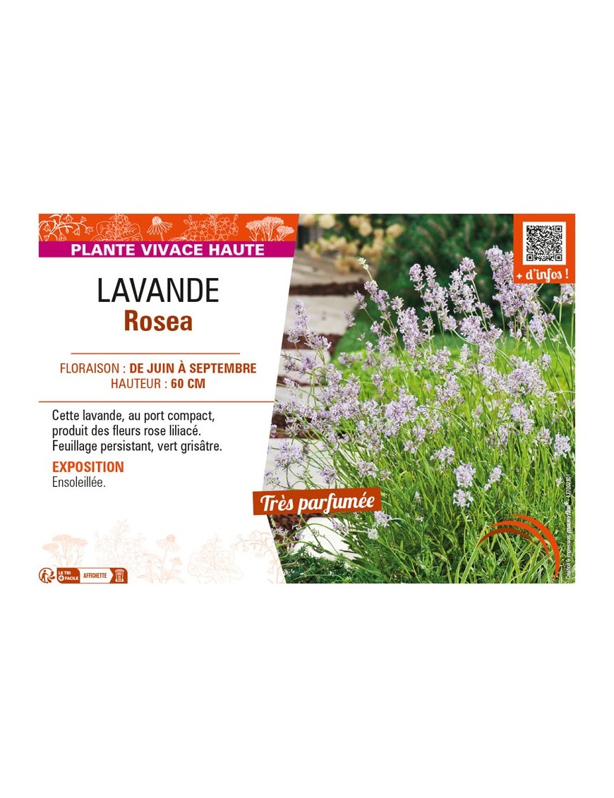 LAVANDE ROSEA