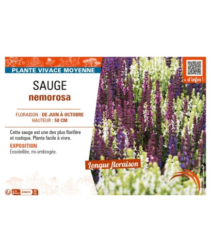 SAUGE NEMOROSA (varié)