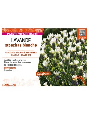 LAVANDE STOECHAS BLANCHE