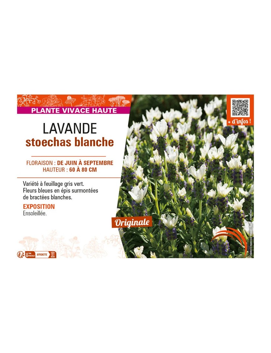 LAVANDE STOECHAS BLANCHE