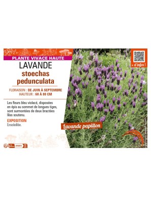 LAVANDE STOECHAS PEDUNCULATA