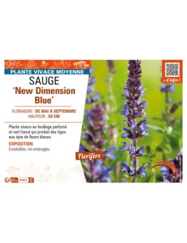 SAUGE New Dimension Blue