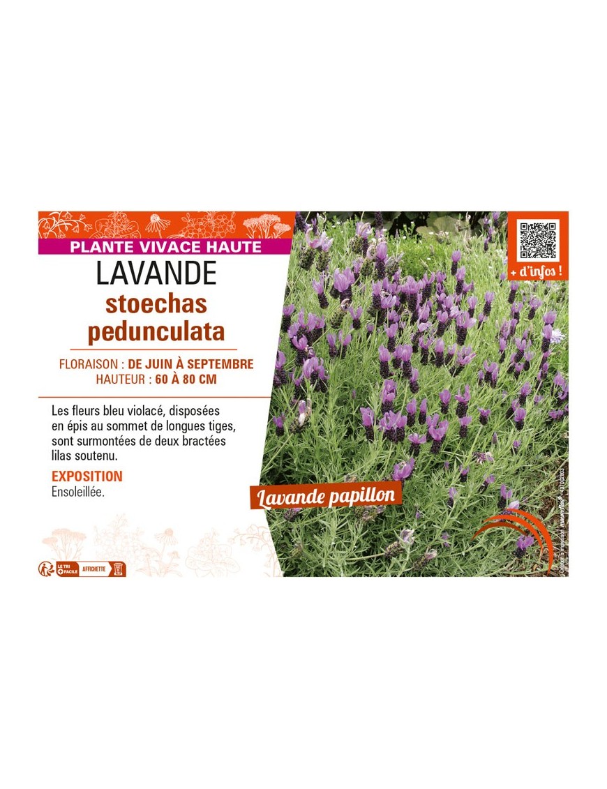LAVANDE STOECHAS PEDUNCULATA