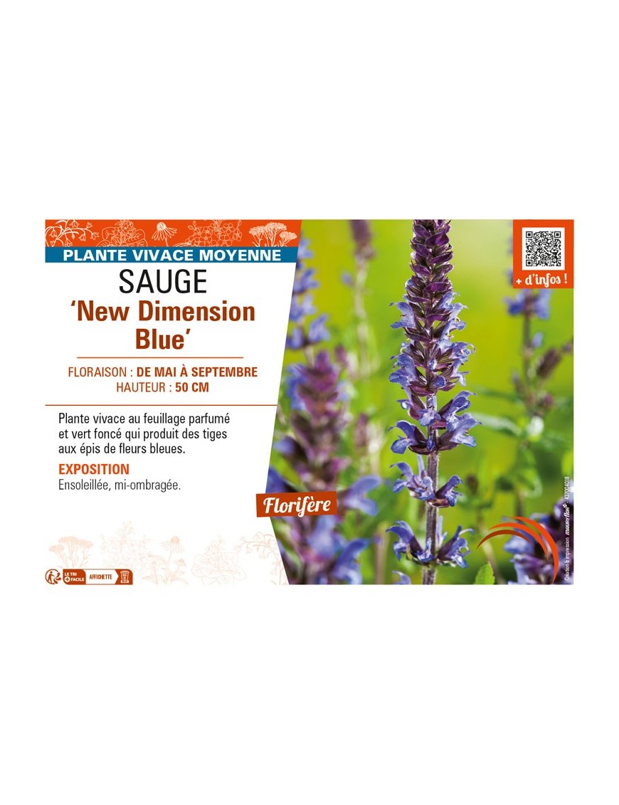 SAUGE New Dimension Blue