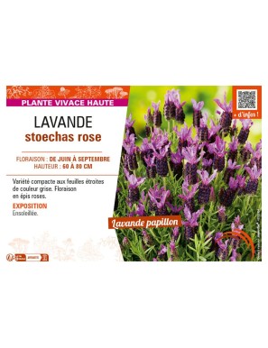 LAVANDE STOECHAS ROSE