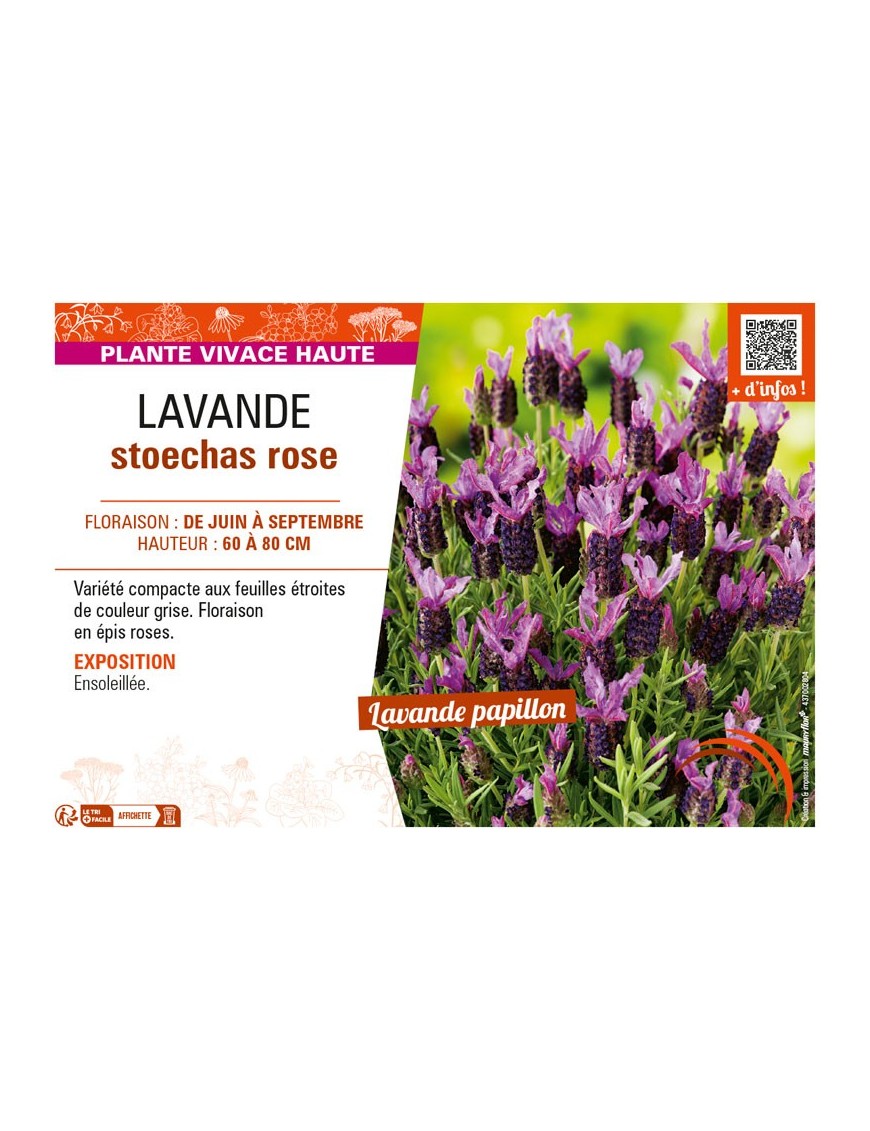 LAVANDE STOECHAS ROSE