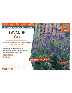 LAVANDE VERA