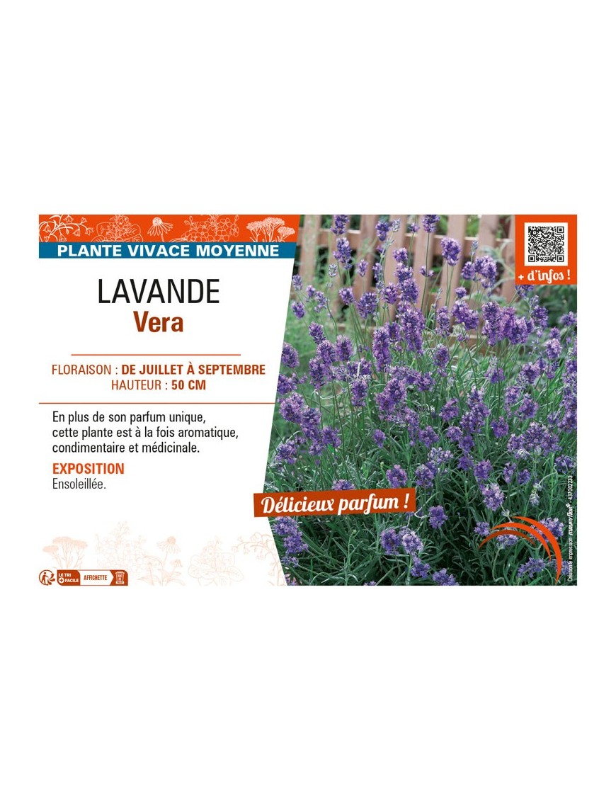 LAVANDE VERA