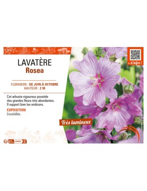 LAVATÈRE ROSEA