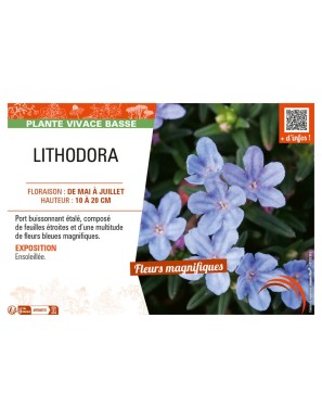 LITHODORA