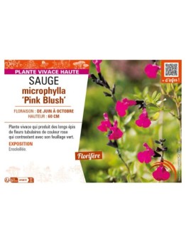 SAUGE microphylla Pink Blush