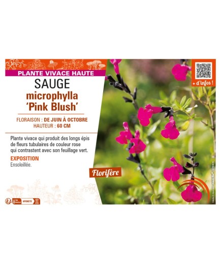 SAUGE microphylla Pink Blush