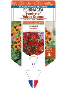 ECHINACEA Sombrero® Adobe Orange