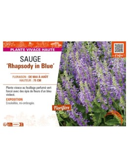 SAUGE Rhapsody in Blue