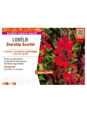 LOBELIA STARSHIP SCARLET