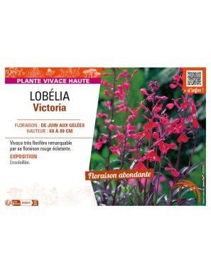 LOBELIA VICTORIA