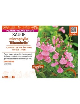 SAUGE microphylla Ribambelle