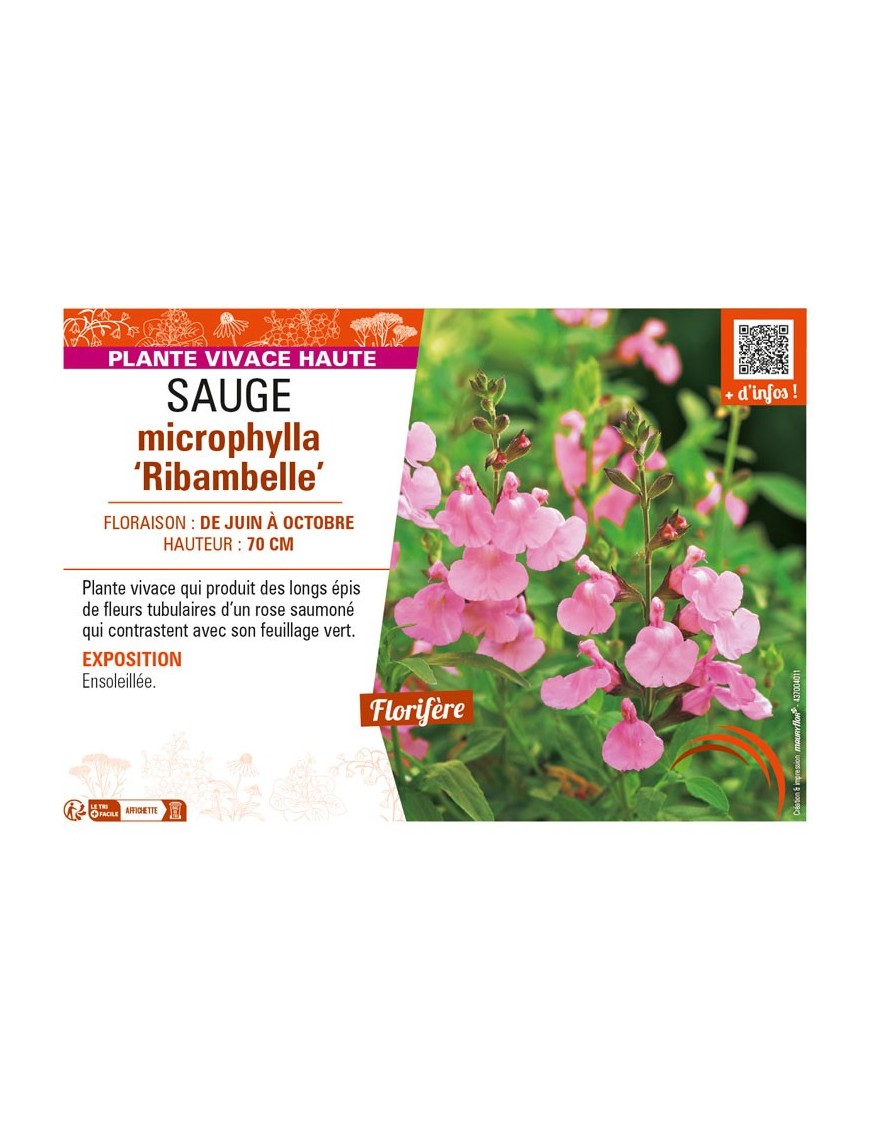 SAUGE microphylla Ribambelle