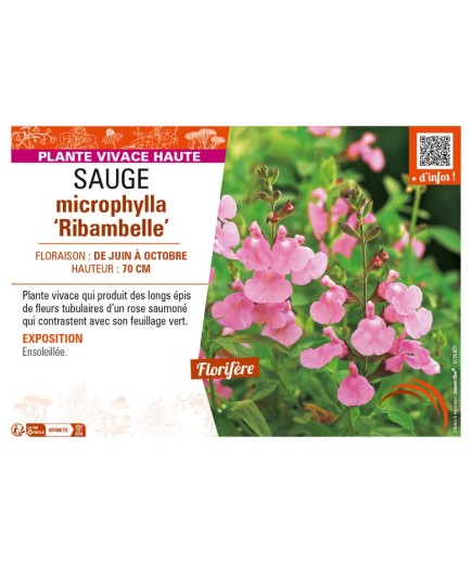 SAUGE microphylla Ribambelle