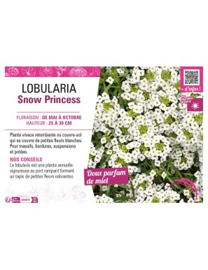 LOBULARIA SNOW PRINCESS