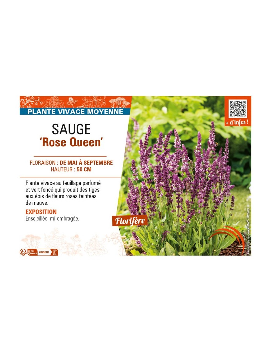 SAUGE Rose Queen