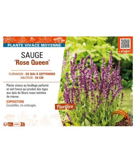 SAUGE Rose Queen