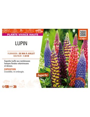 LUPIN (varié)