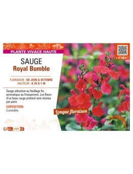 SAUGE ROYAL BUMBLE