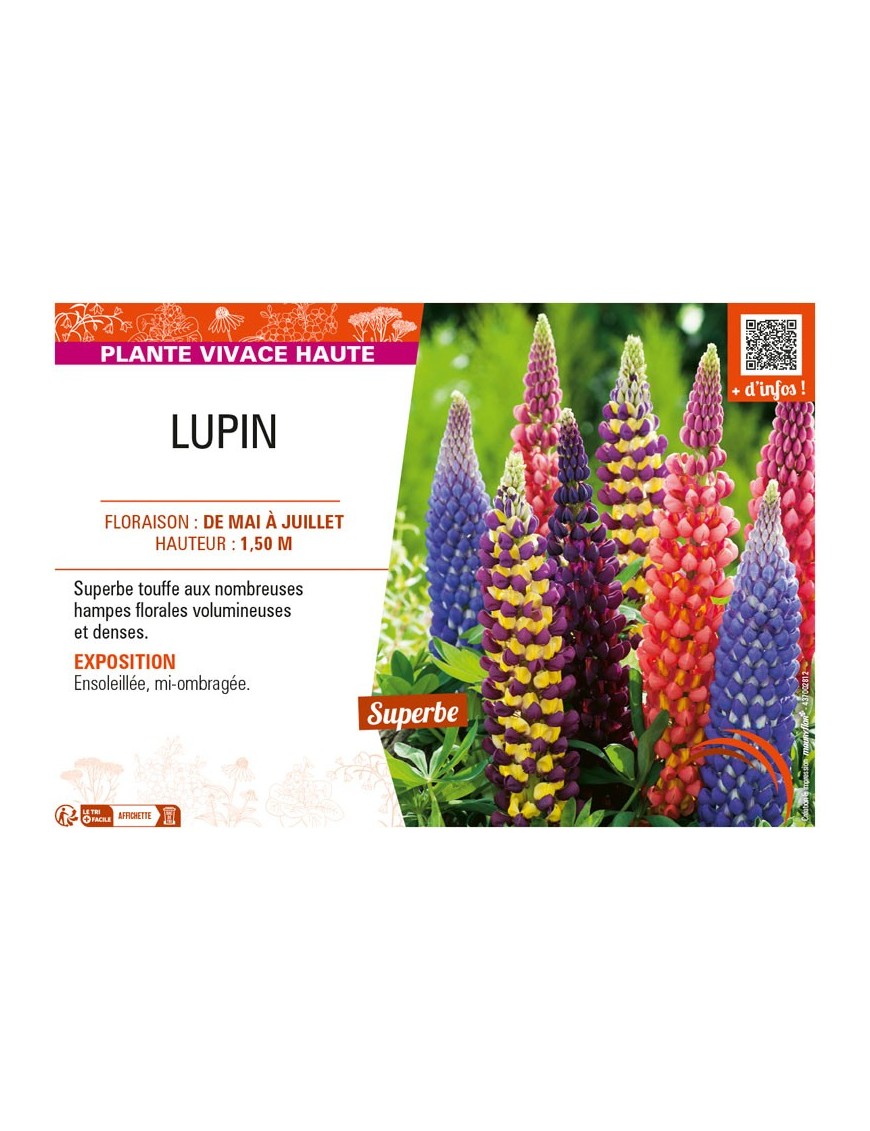 LUPIN (varié)