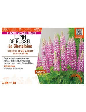 LUPIN DE RUSSEL LA CHATELAINE