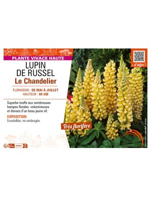 LUPIN DE RUSSEL LE CHANDELIER