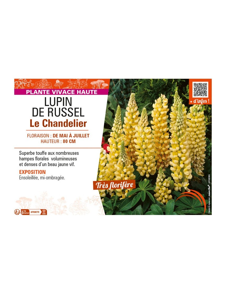 LUPIN DE RUSSEL LE CHANDELIER