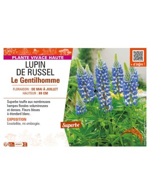 LUPIN DE RUSSEL LE GENTILHOMME
