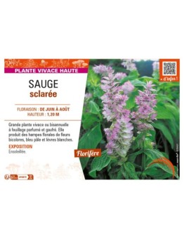 SAUGE sclarée